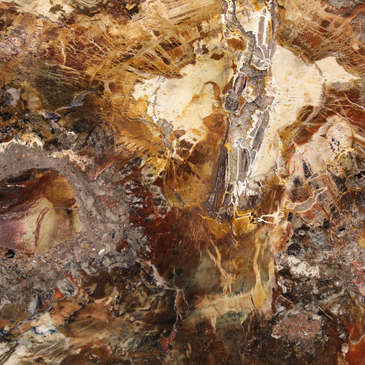 Große Scheibe versteinertes Holz – Majunga-Sammlung